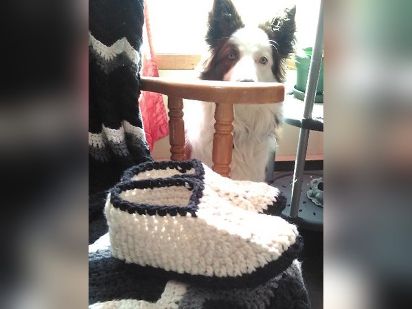 My Puppy Loves My Slippers